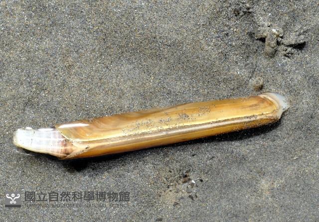 竹蟶藏品圖，第1張