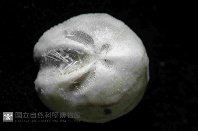 凹卵形(凹裂星)海膽藏品圖，第1張