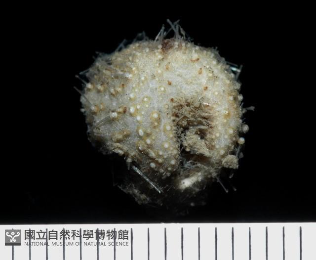 小葫蘆海膽藏品圖，第1張