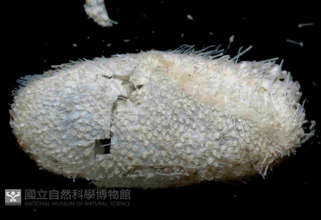 未知種汽海膽藏品圖，第1張