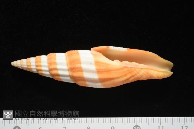 登錄號:007819-00120藏品圖，第1張