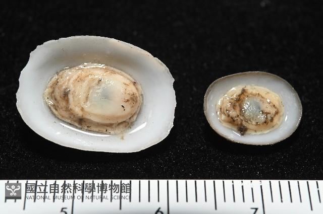 登錄號:004961-00120藏品圖，第1張