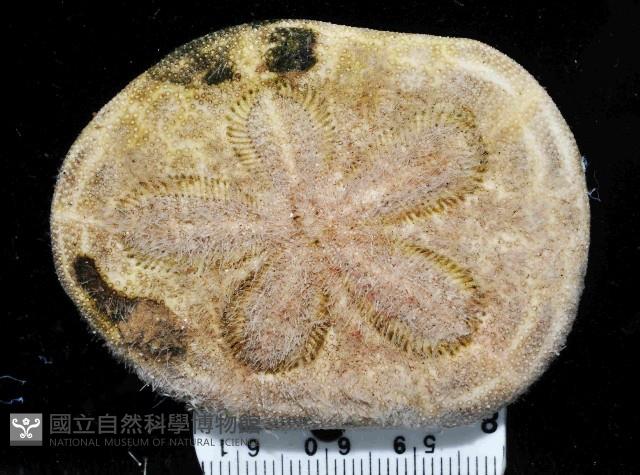 網楯海膽藏品圖，第1張