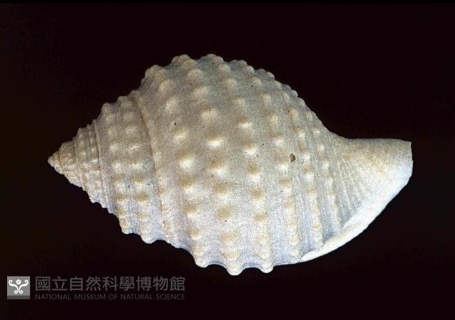 玉珠鼓螺(玉珠鶉螺)藏品圖，第1張
