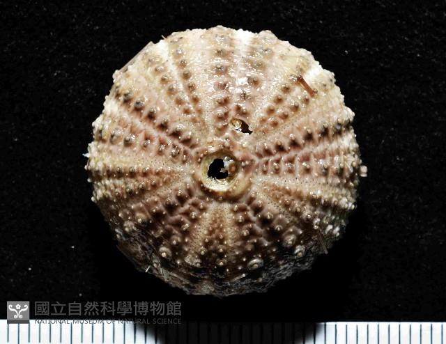 芮氏刻肋海膽藏品圖，第1張