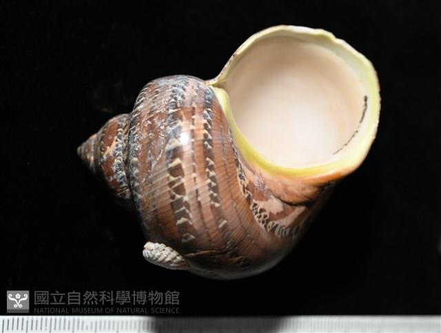 貓眼蠑螺藏品圖，第1張
