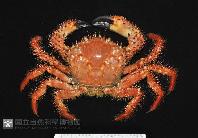 武裝深海蟹藏品圖，第1張