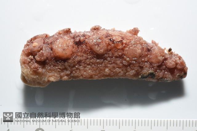 未知種海蛞蝓藏品圖，第1張