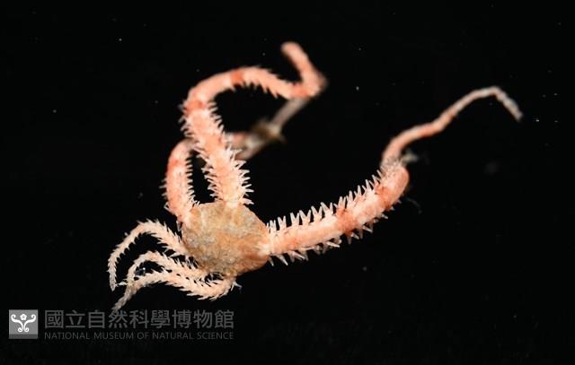 未知種輻蛇尾藏品圖，第1張