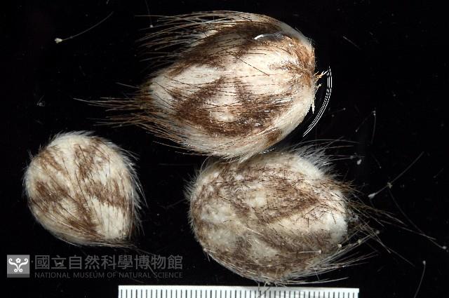 扁仙壺海膽藏品圖，第1張
