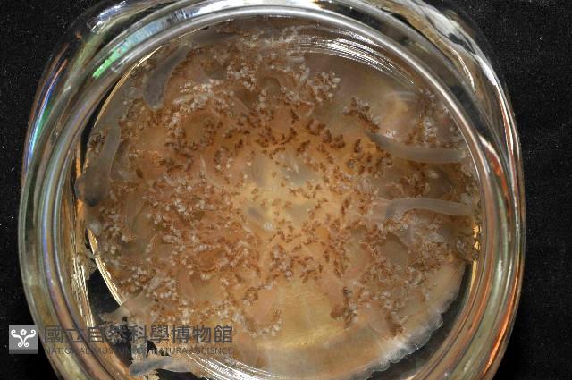 倒立水母(仙后水母)藏品圖，第1張