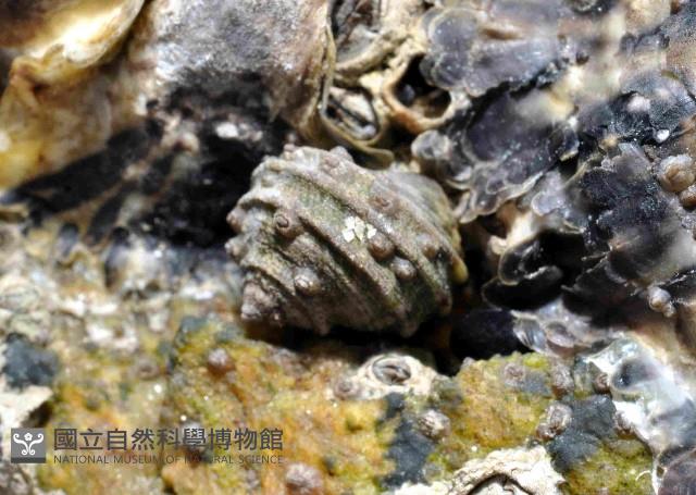 粗肋玉黍螺藏品圖，第1張