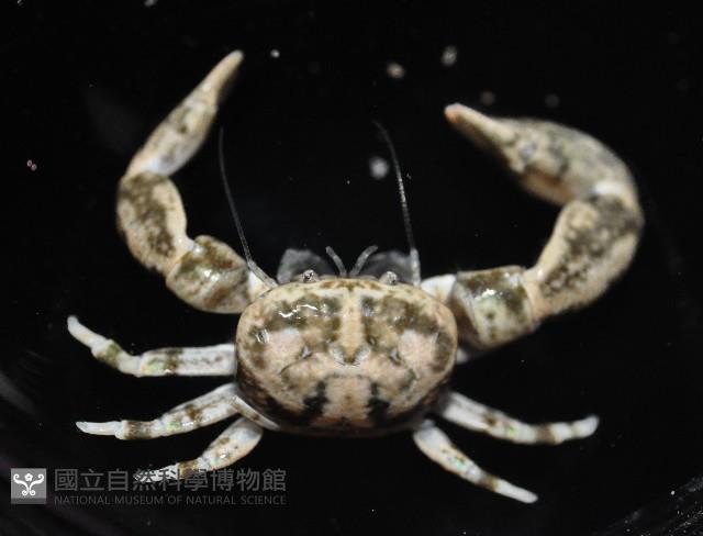 美麗多指瓷蟹藏品圖，第1張