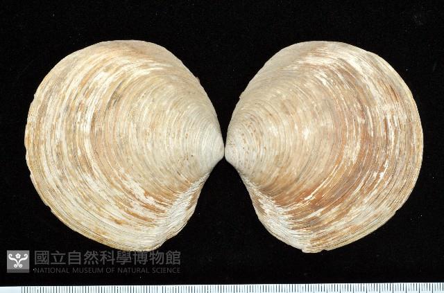 環紋扁滿月蛤藏品圖，第1張
