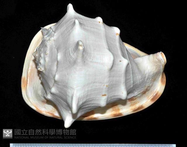 唐冠螺藏品圖，第1張