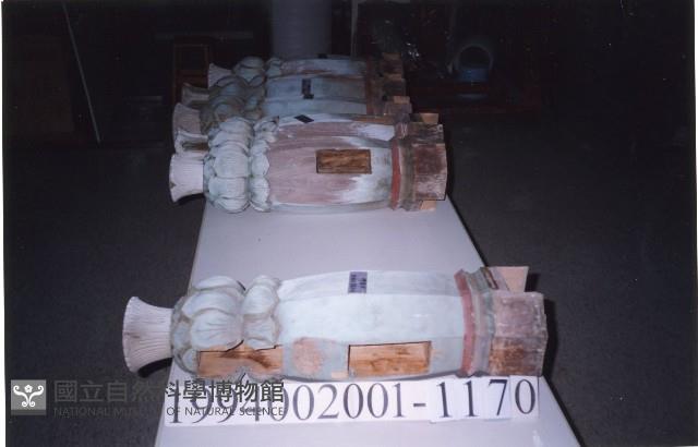 Accession Number:1994002001.1170 Collection Image