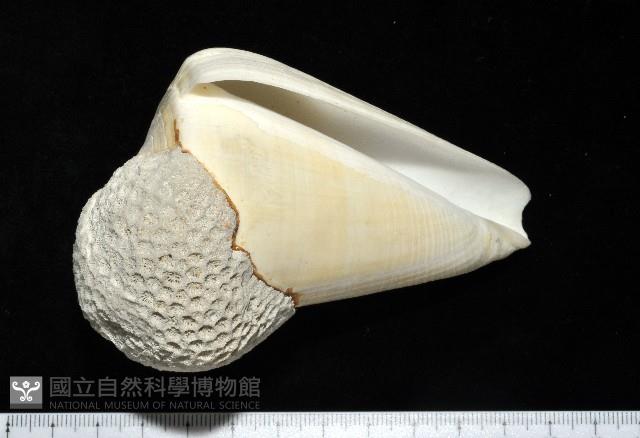 蠟黃芋螺藏品圖，第1張