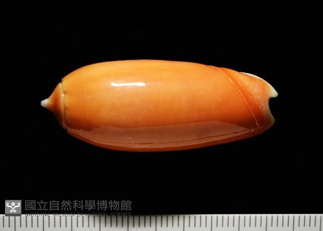 登錄號:007819-00130藏品圖，第1張
