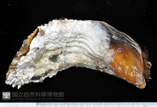 袋狀江珧蛤藏品圖，第1張