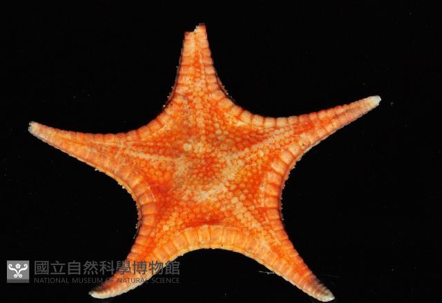 細(窄)花海星藏品圖，第1張