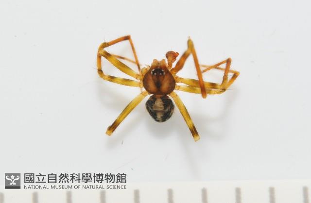 臺灣奈斯蛛藏品圖，第1張