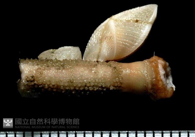 紋大茗荷藏品圖，第1張