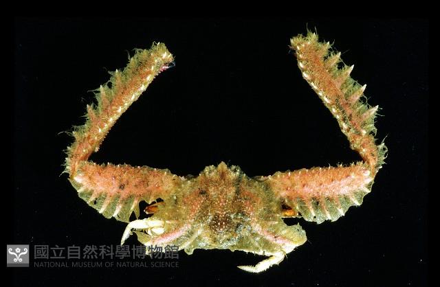 短臂側棘蟹藏品圖，第1張