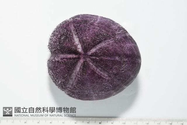 中華釜海膽藏品圖，第1張