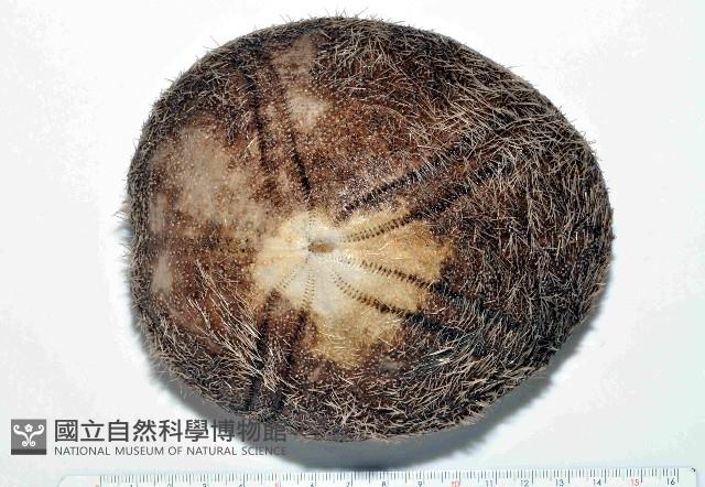 易碎脆心形海膽藏品圖，第1張