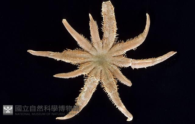 松砂海星藏品圖，第1張