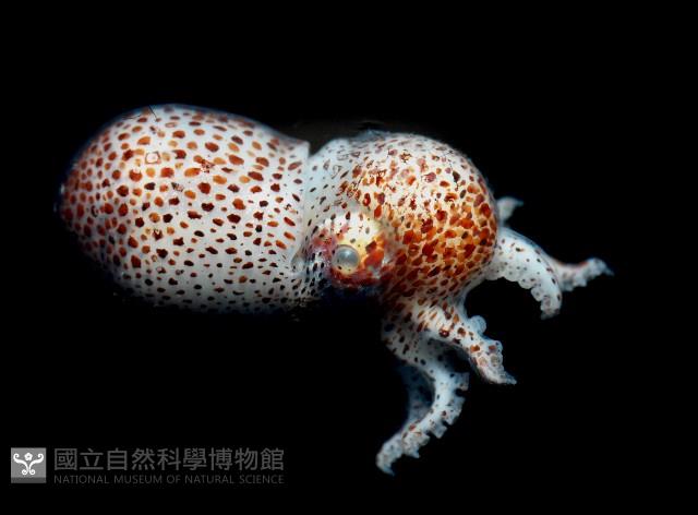 未知種船蛸藏品圖，第1張