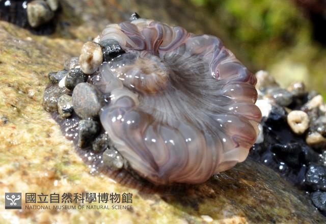未知種海葵(海葵科)藏品圖，第1張