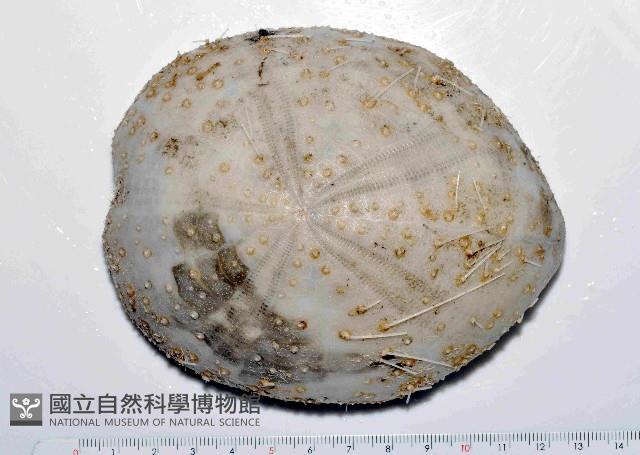 大脆心形海膽藏品圖，第1張