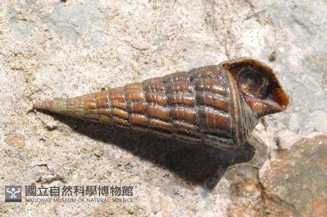 泥海蜷藏品圖，第1張