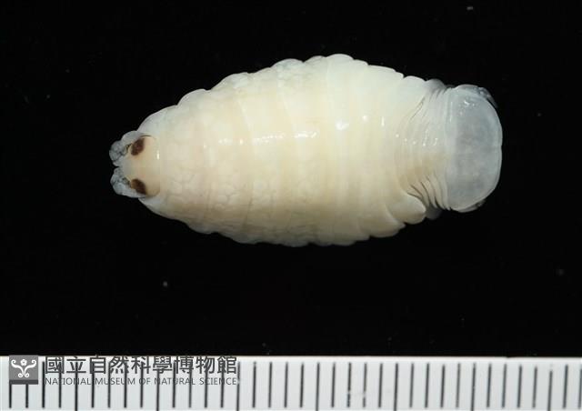 未知種縮頭水虱藏品圖，第1張