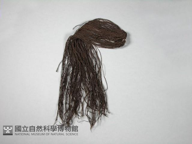 假髮藏品圖，第1張