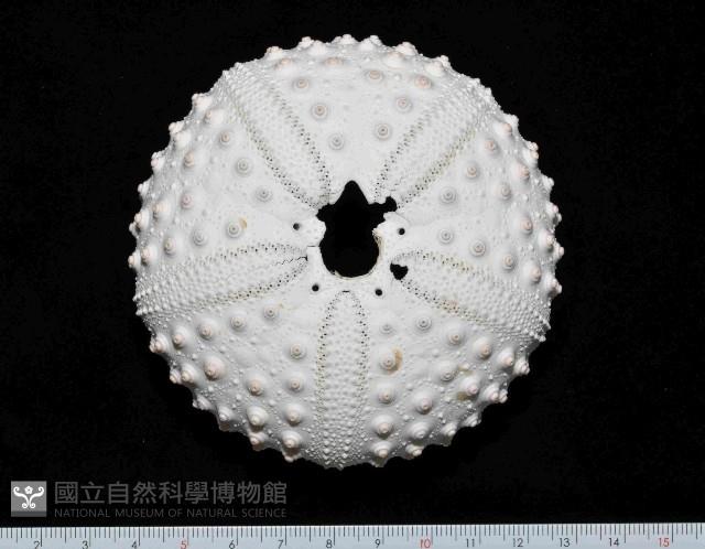 冠刺棘海膽藏品圖，第1張