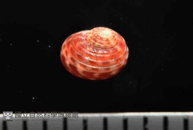 明輝蠑螺藏品圖，第1張