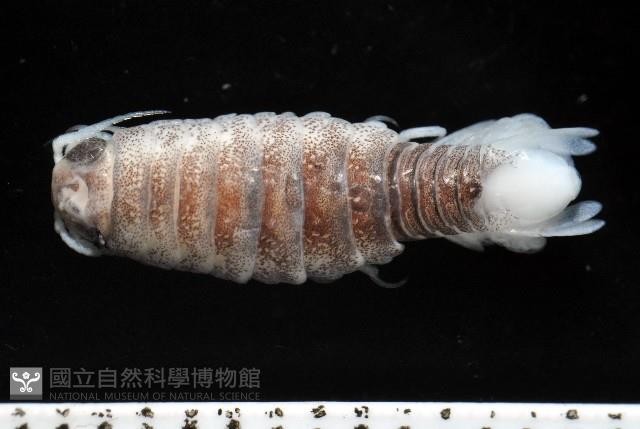 未知種浪漂水虱藏品圖，第1張