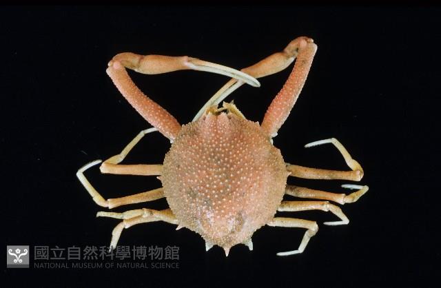 白塔織紋螺藏品圖，第1張