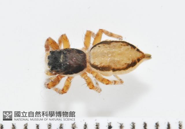 雙帶扁蠅虎藏品圖，第1張