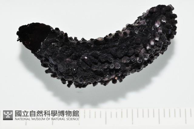 非洲異瓜參藏品圖，第1張