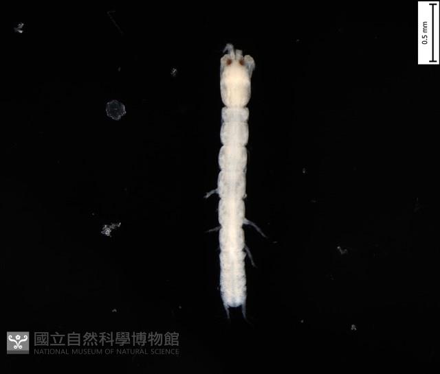 刻印擬島原足蟲藏品圖，第1張
