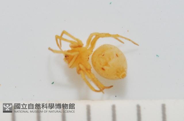 黃克羅蛛藏品圖，第1張