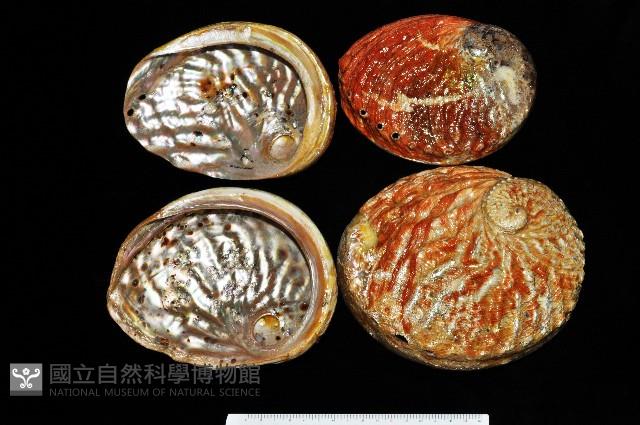 赤金鮑螺藏品圖，第2張
