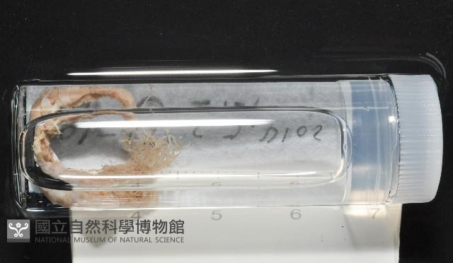 梧棲搓蟄蟲藏品圖，第1張