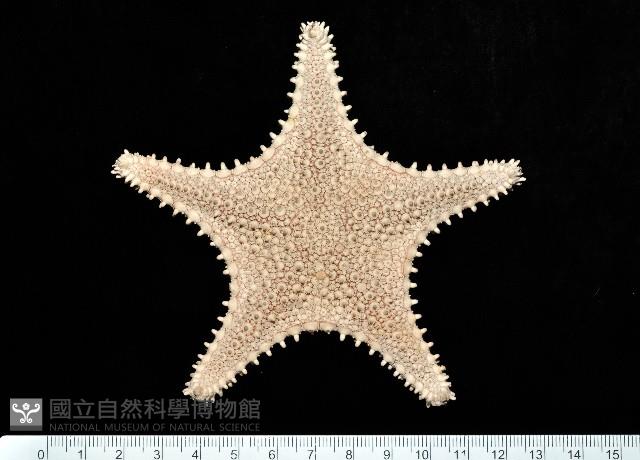 未知種馬海星藏品圖，第1張