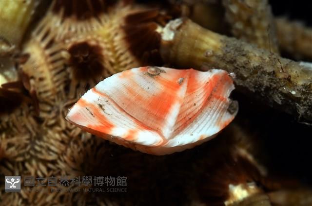 紋大茗荷藏品圖，第1張