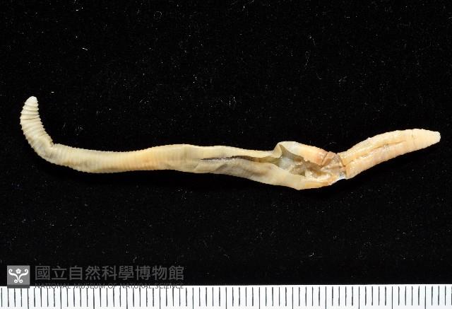 黃氏遠環蚓藏品圖，第1張