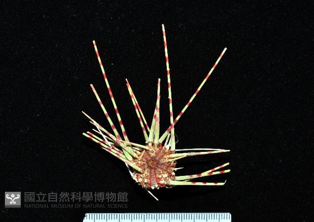 浪腔海膽(波紋腔海膽)藏品圖，第1張